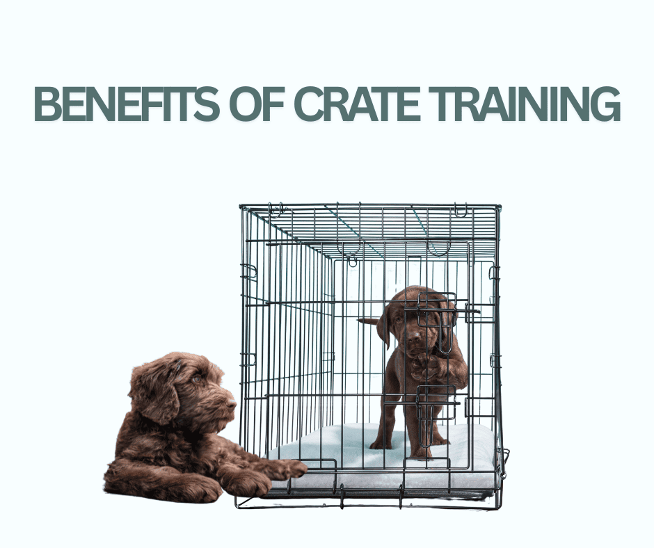 Puppy Training:Crate Traning