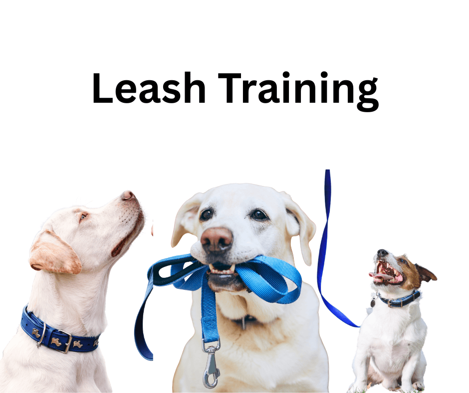 Puppy Leash Traning
