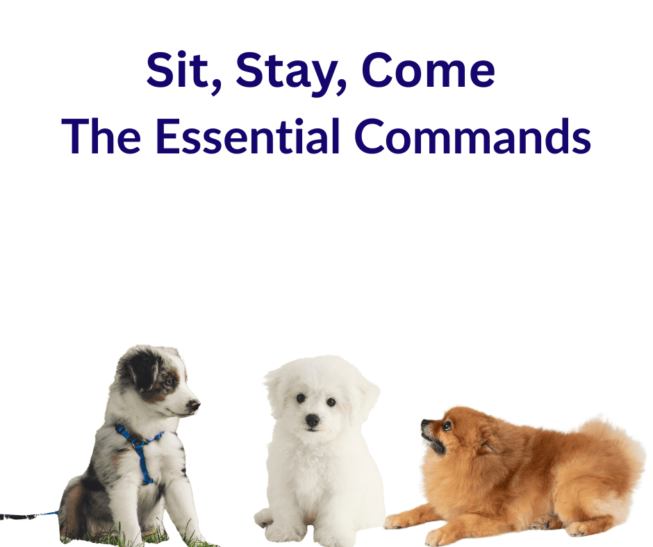 Dog Training Guide basic commands