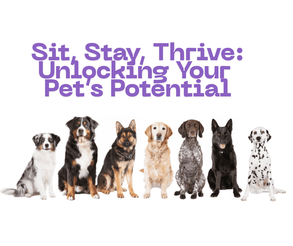 Dog Training Guide-sit,stay,thrive