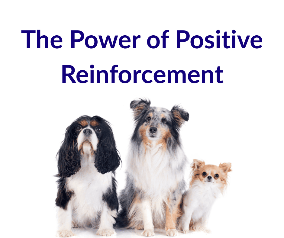 Dog Training Guide the positive reinforcement