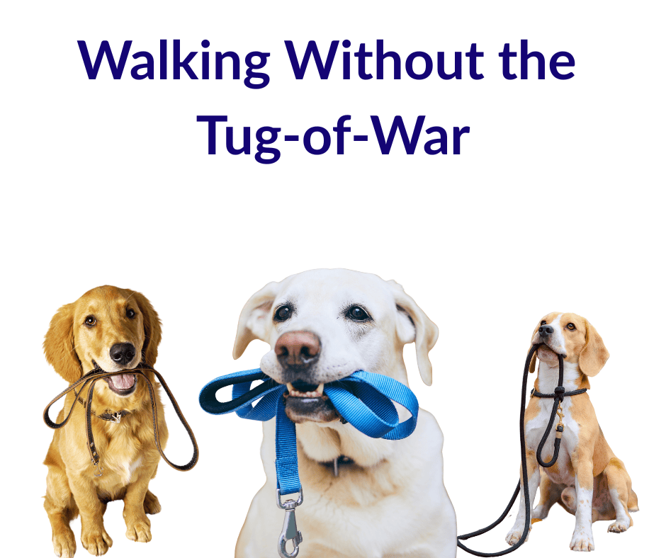 Dog Training Guide the tug of war